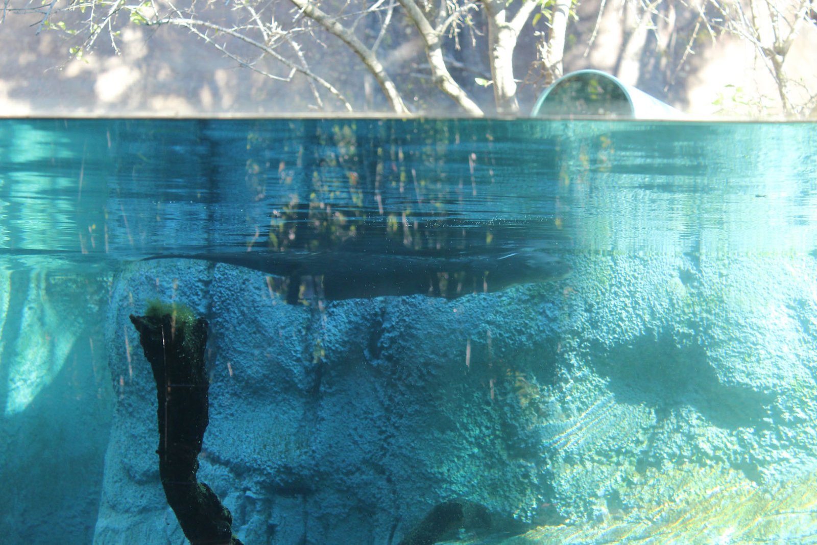 San Diego Zoo Part II 106